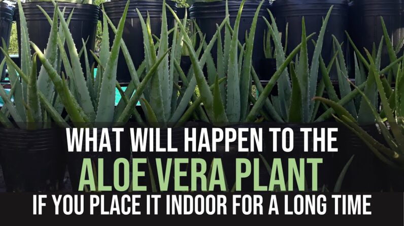 What will happen to the Aloe Vera plant if you place in indoor?