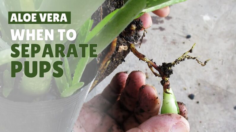 When is The Best Time To Separate Aloe Vera Pups