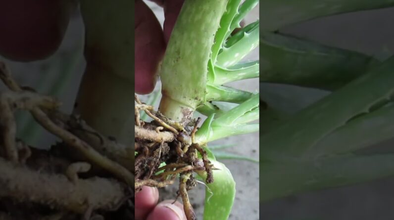 Separating Aloe vera #aloeveraforever #aloeveraforever #aloe