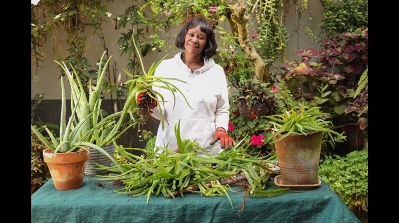 Aloe Vera - Unlocking and Mastering Aloe Vera Propagation Using its Baby Plants known as '"Pups" !