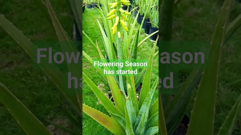 Flowering season for the Aloe vera barbadensis has officially started.