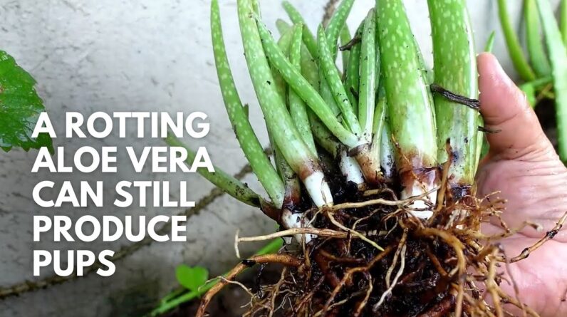 A Rotting Aloe vera Plant Can Still Produce Pups