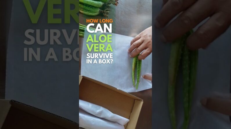 Aloe vera can survive inside a box longer than most plants #aloevera