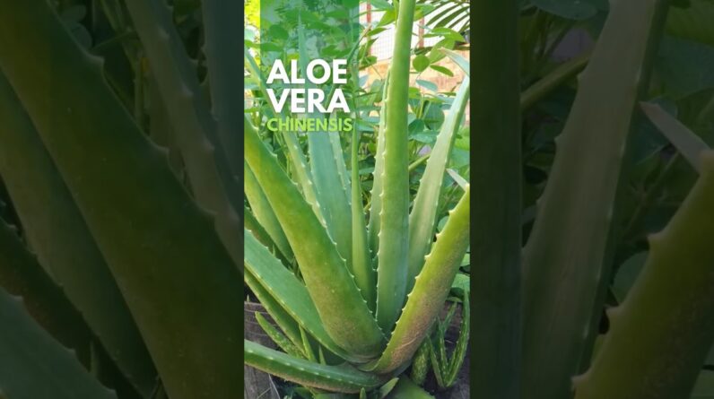 Aloe vera Chinensis