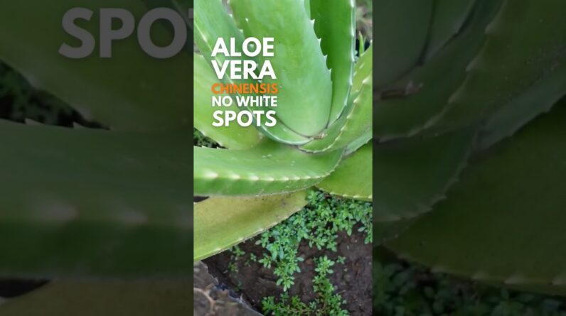 Aloe vera chinensis, an orange flowering Aloe vera. #aloevera