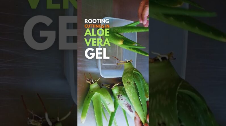 Aloe vera cuttings in Aloe vera gel #aloevera