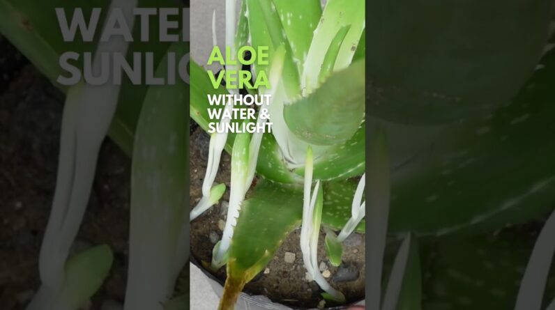 Aloe vera without water and sunlight #aloevera