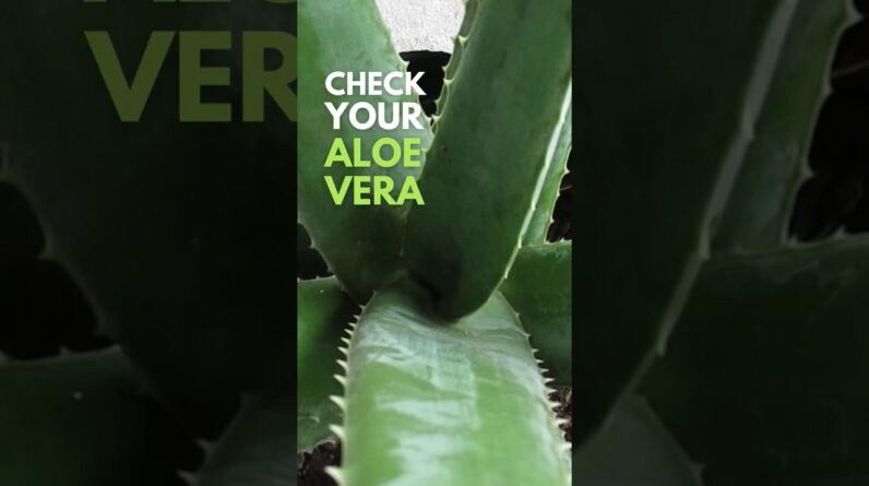 Always check your Aloe vera Plant