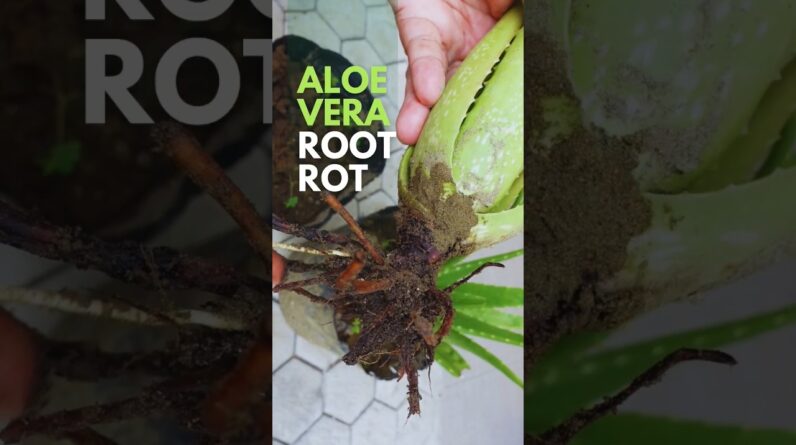 Can you tell if your Aloe vera is suffering from root rot?