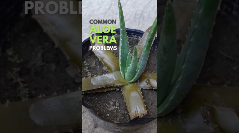 Common Aloe vera problems  #aloevera