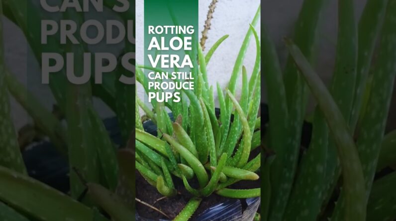 Did you know that rotting Aloe vera can still produce pups? #aloevera