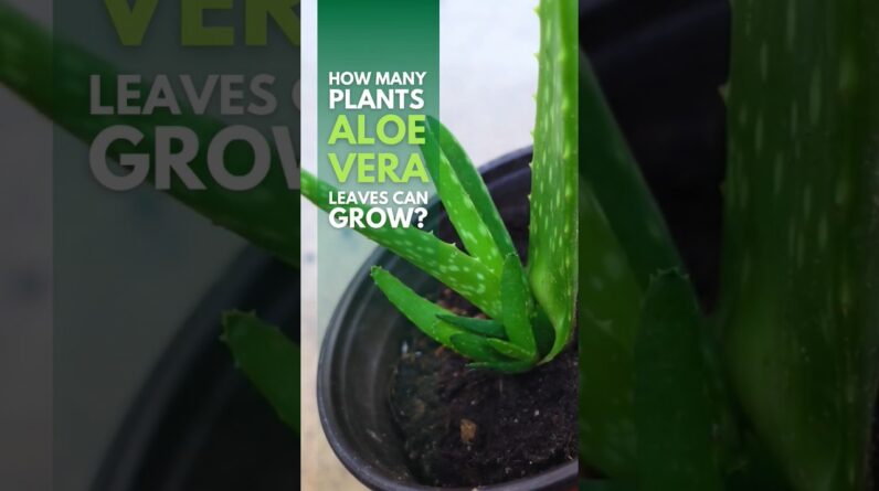 How many pups Aloe vera leaves can grow? #aloevera