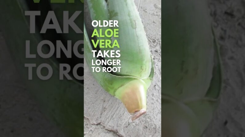 Mature and Bigger Aloe vera Takes Longer to Root.