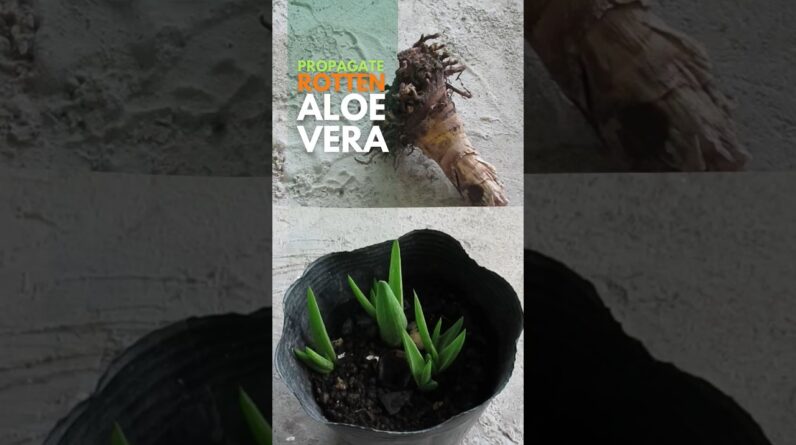 Propagating Rotten Aloe vera #aloeveraplant #aloevera