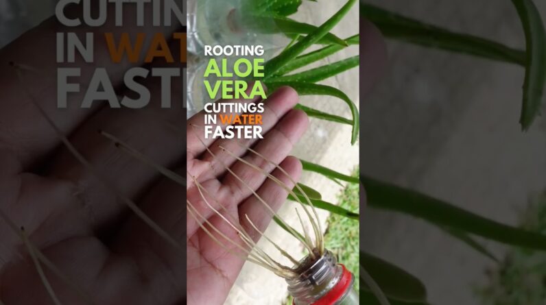 Rooting Aloe vera cuttings faster in water #aloevera