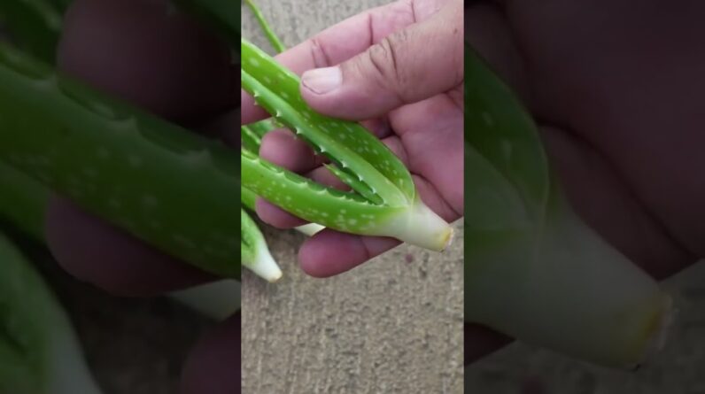 Small Aloe vera leaf propagation #aloevera