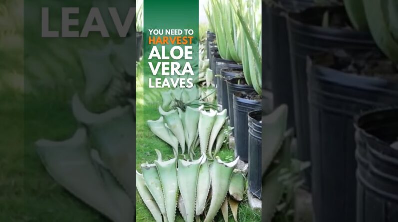 Did you know that harvesting of the Aloe vera leaves promotes the overall health of the plant?