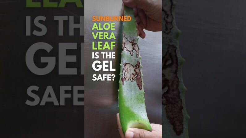 The gel of sunburned Aloe vera leaf. #aloeveragel