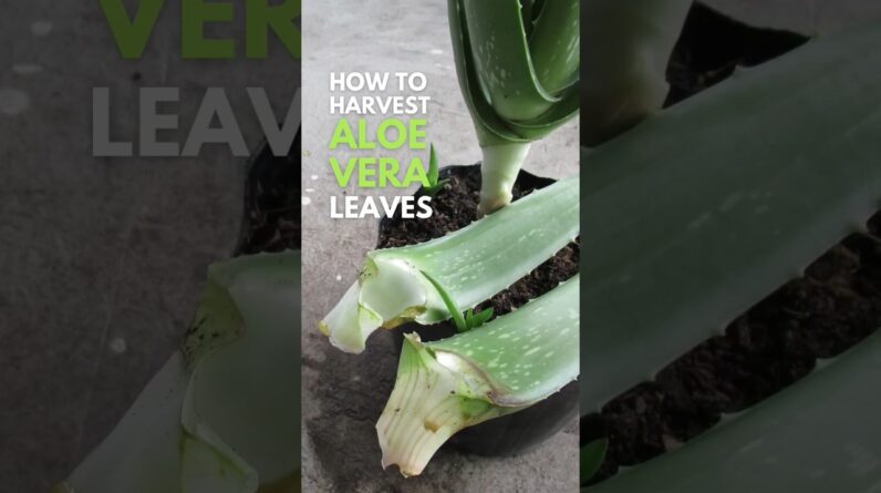 The proper and clean way to harvest Aloe vera leaves #aloevera