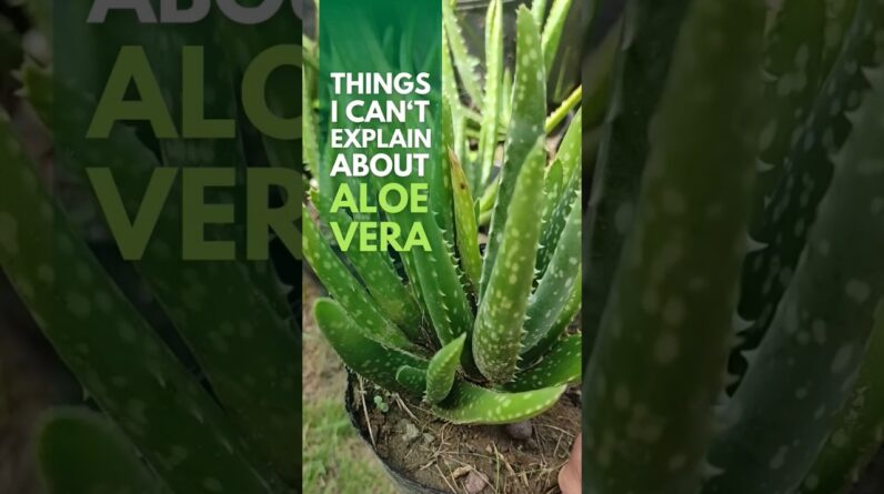 There are things I can't explain about aloe vera #aloevera