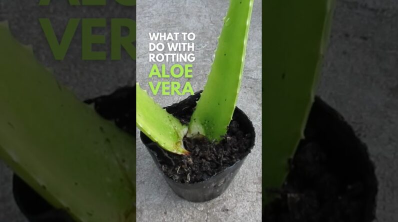 What to do with #aloevera with rotting leaves?