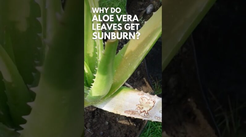 Why do Aloe vera leaves get sunburn?