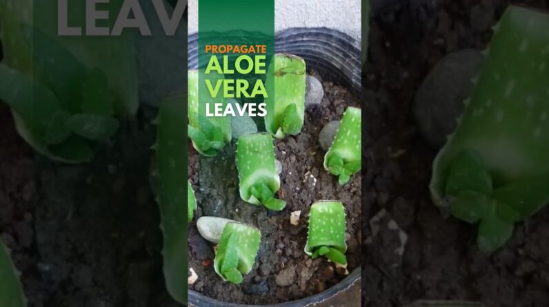 You can propagate Aloe vera leaves #aloevera