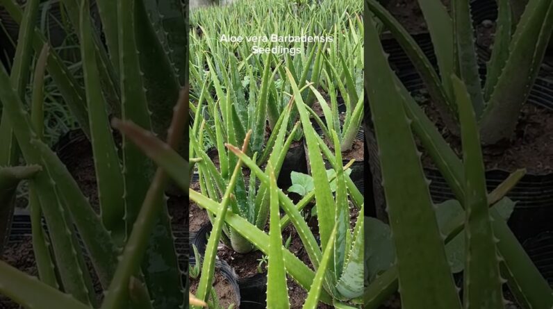 Aloe vera Barbadensis Seedlings