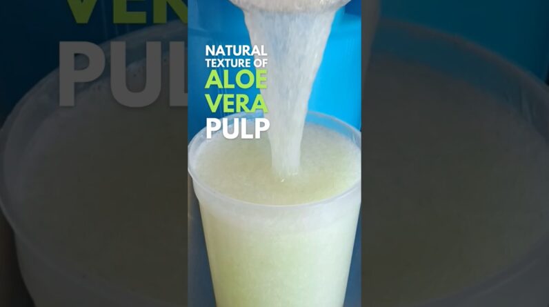 Aloe vera pulp covered with gel