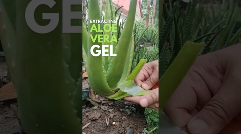 Extracting Aloe vera Gel