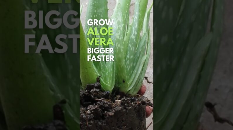 Grow your Aloe vera bigger faster.