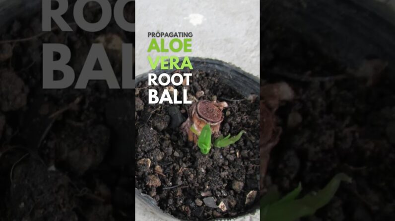 Propagating the root ball of Aloe vera #aloevera