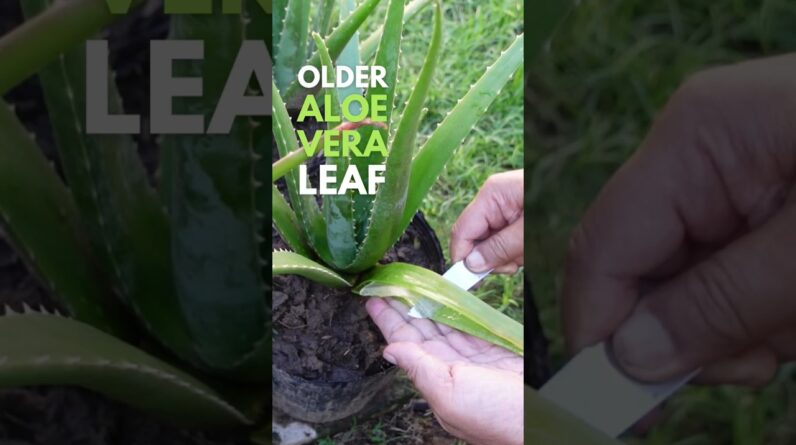 The Older the leaf, the lesser the gel. #aloeveraplant #aloevera