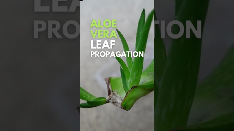 Aloe vera leaf propagation