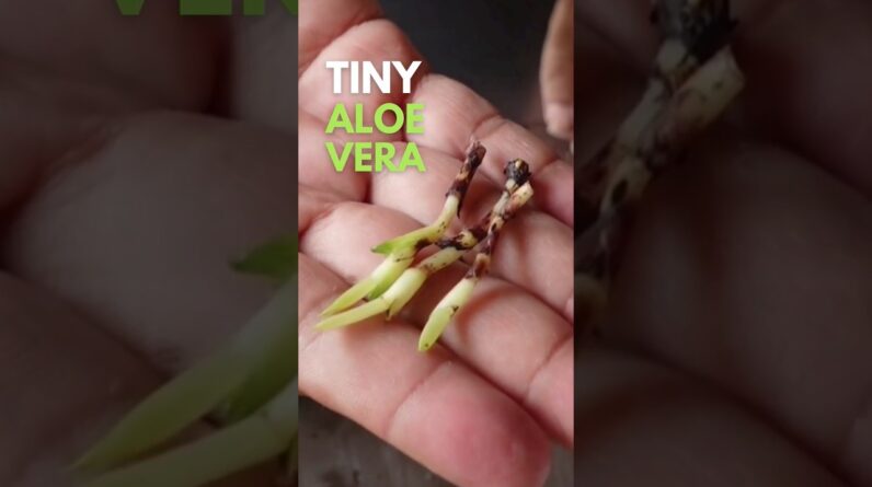 Planting Tiny Aloe vera