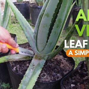 A Guide on How To Manage Aloe vera Leaf Rot