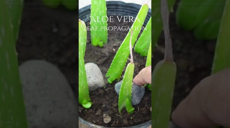 Aloe vera leaf propagation