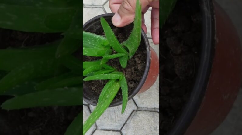 Aloe vera Leaf Propagation