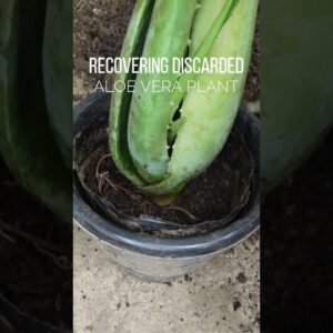 Aloe vera plant recovered