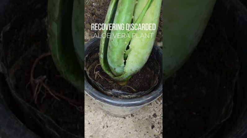 Aloe vera plant recovered