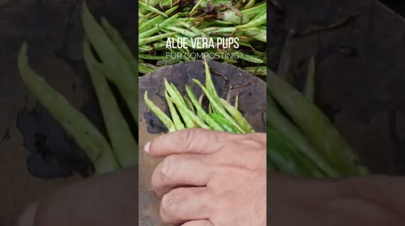 Chopping Aloe vera for composting