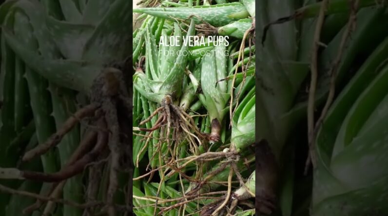 Composting Aloe vera