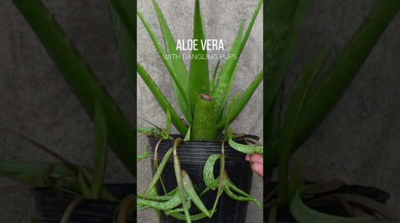 Dangling Aloe vera pups