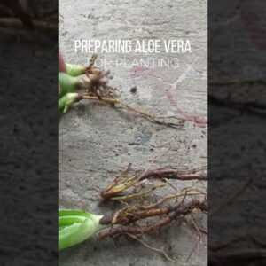 Preparing Aloe vera for planting