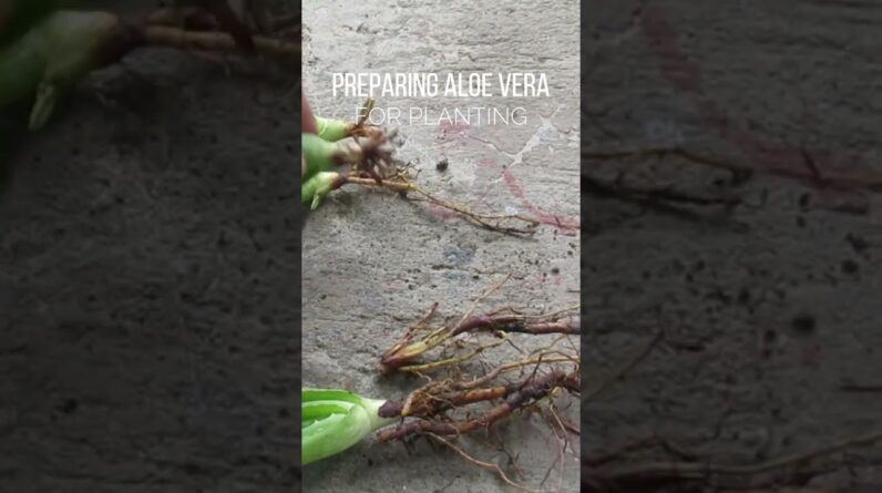 Preparing Aloe vera for planting