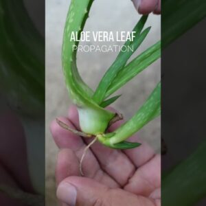 Propagated Aloe vera leaf