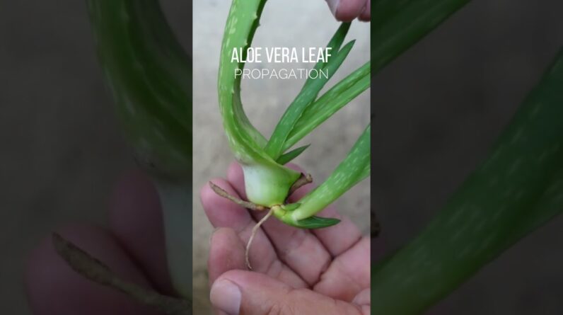 Propagated Aloe vera leaf