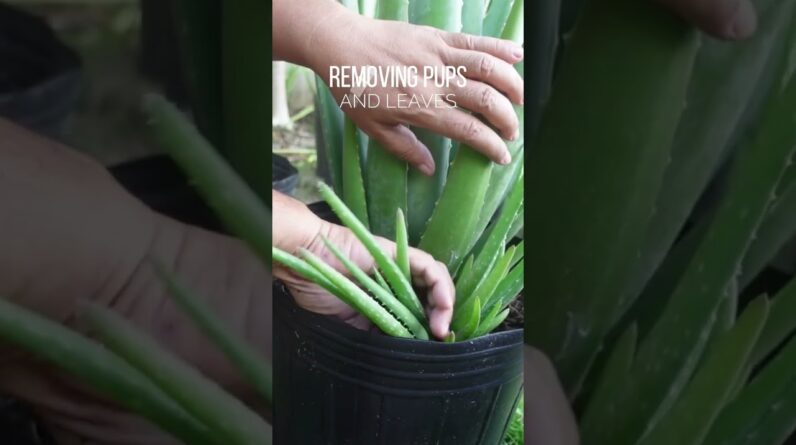 Removing pups and leaves of Aloe vera