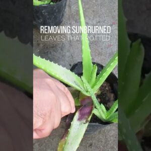 Removing rotten leaves