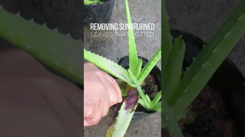 Removing rotten leaves